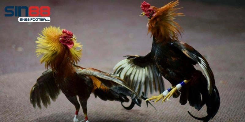 Tiết lộ kinh nghiệm cá cược đá gà húp ngay bạc tỷ
